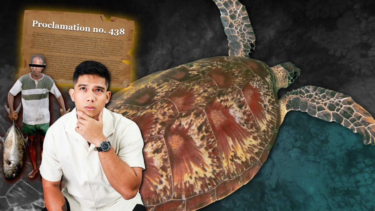 This saved the Turtles in Apo Island