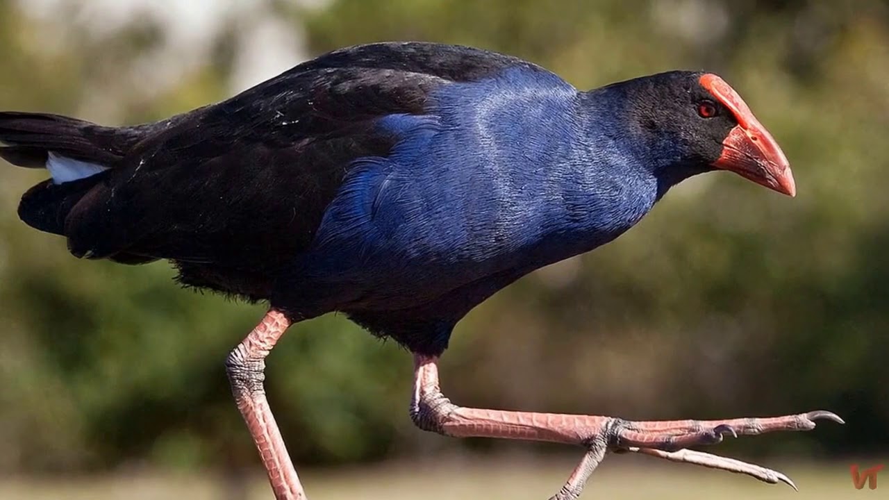 Такахе или султанка (Porphyrio hochstetteri)