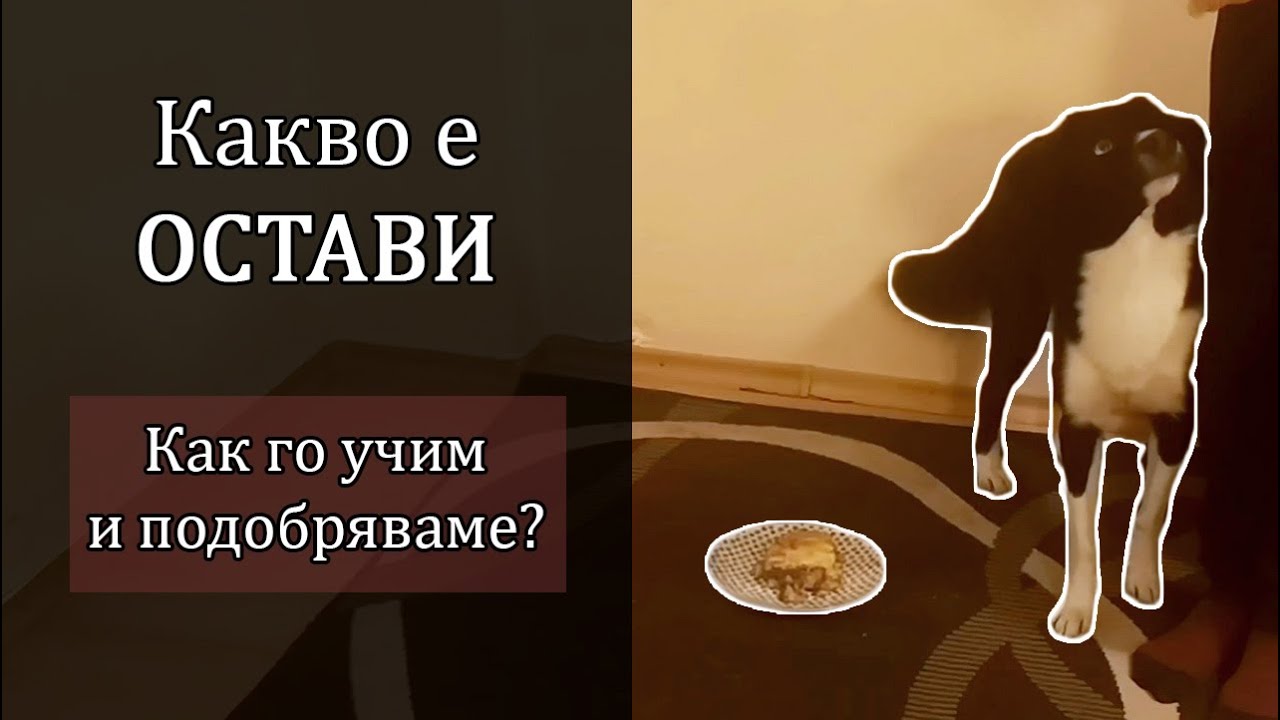 Как учим кучето да не яде храна от плота вкъщи или от земята по време на разходка