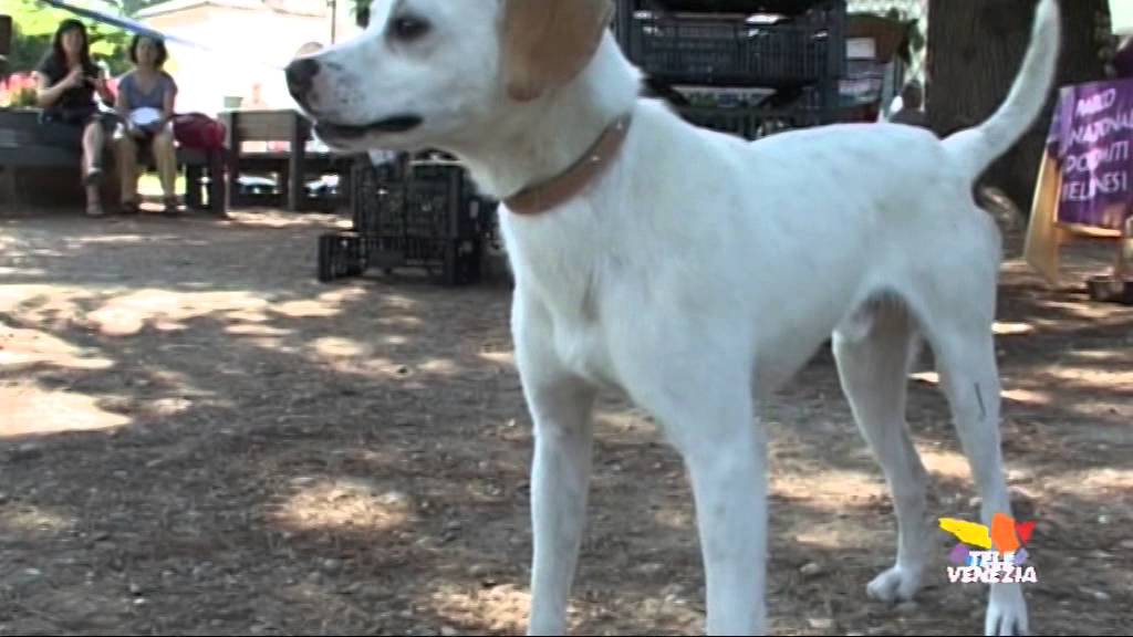 Le guardie eco zoofile proteggono gli animali