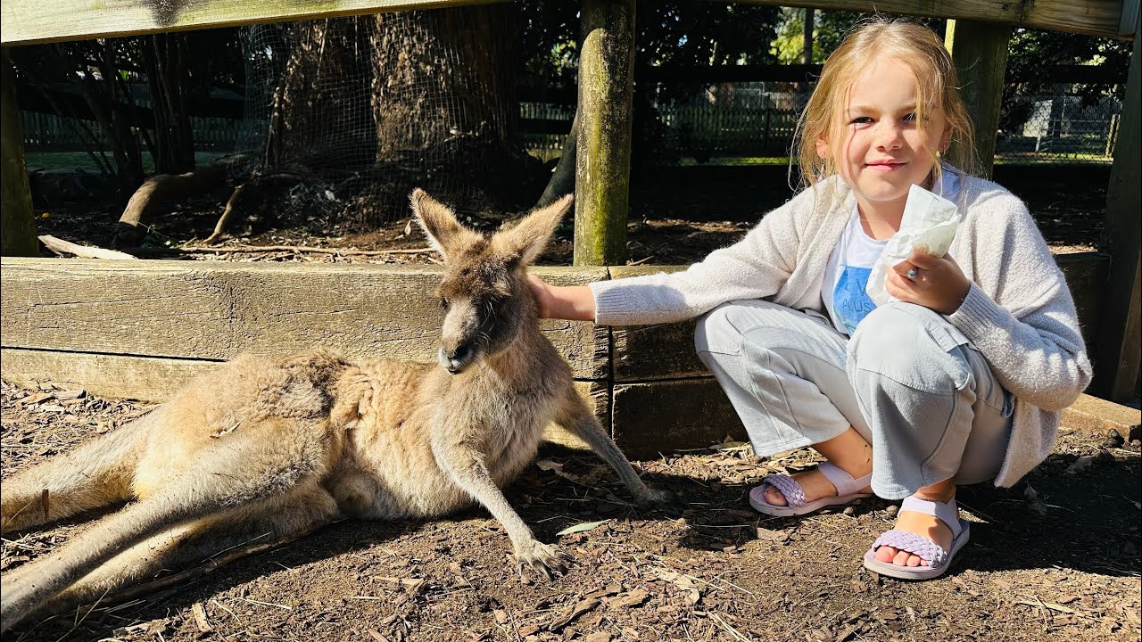 Petting Kangaroos in Sydney - Koala Park Sanctuary - Australia 🇦🇺