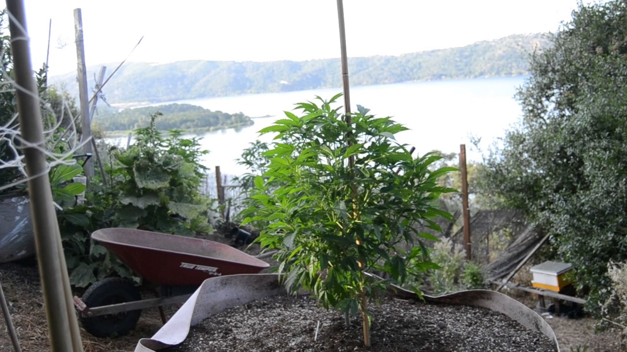 2017 norcal outdoor grow update on the  super glue