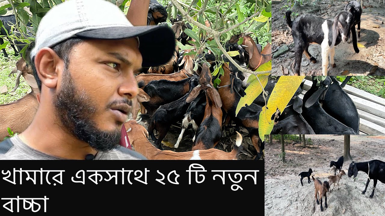 🐐 খামারের সুখবর! একসাথে জন্ম নিল ২৫টি নতুন ছাগলের বাচ্চা।