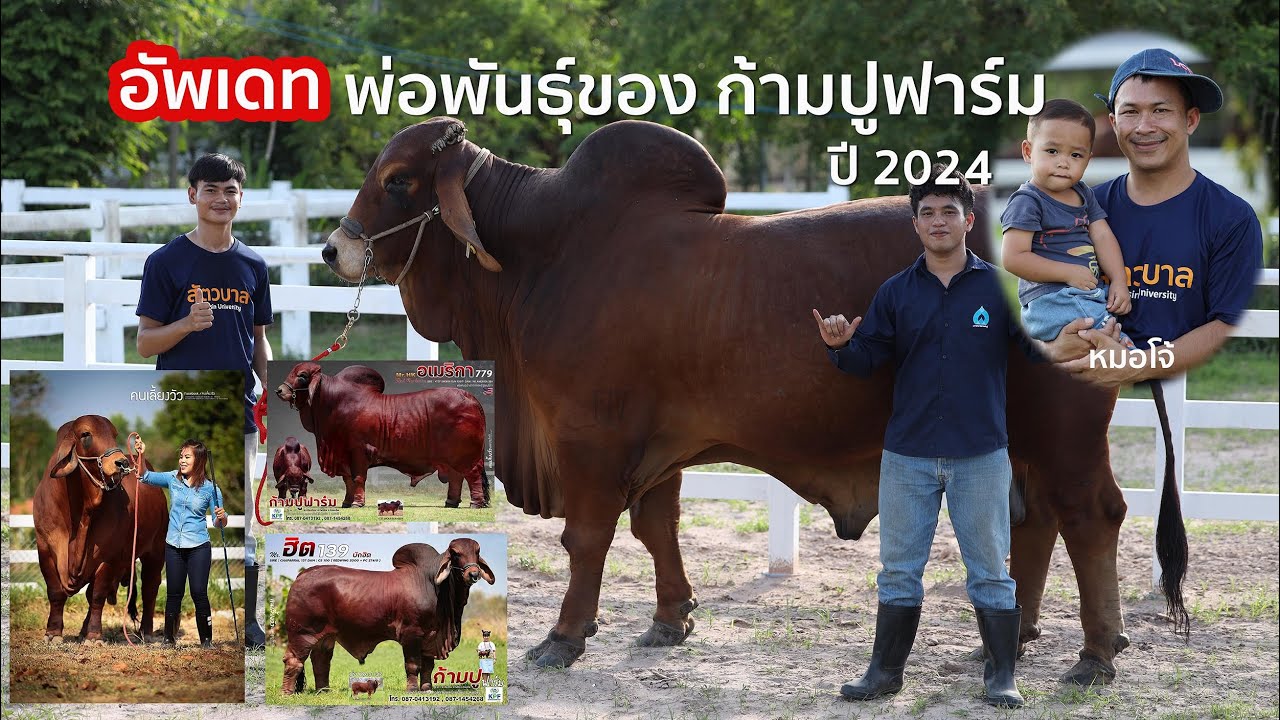 Update ✅ พ่อพันธุ์บราห์มัน ของก้ามปูฟาร์ม ปี 2024 แต่ละตัวสุดยอดครับ
