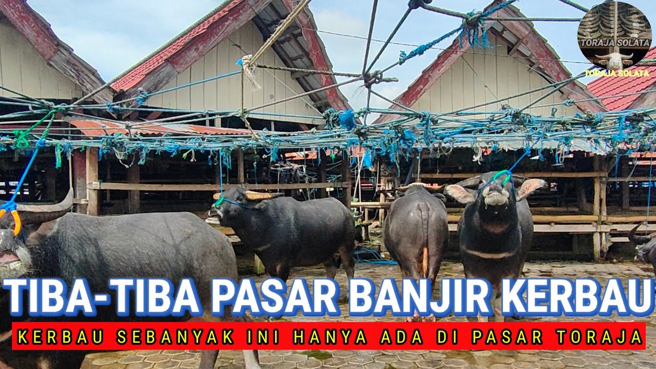 Inilah Penampakan Pasar Toraja: keunikan yang jarang terjadi