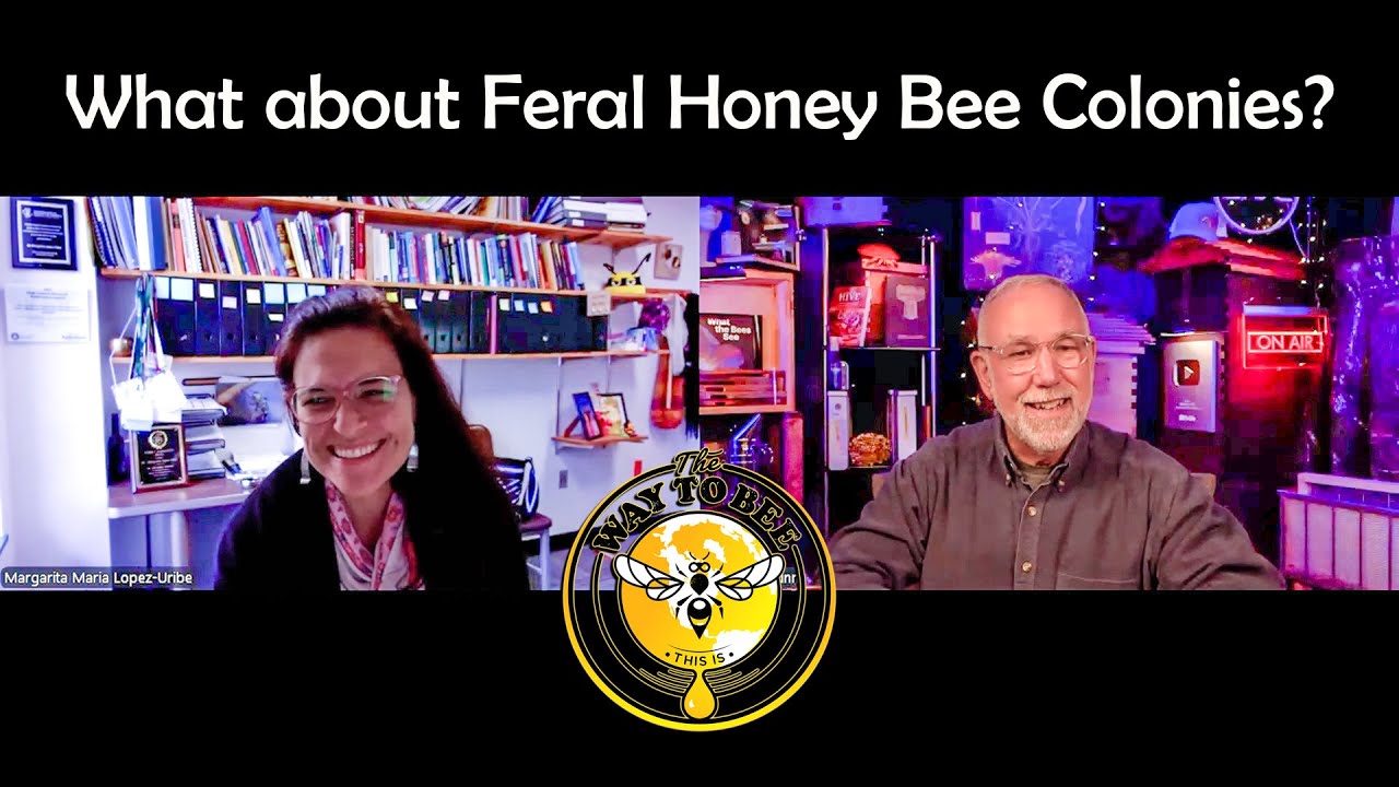 Interview with Dr. Margarita M Lopez-Uribe, Feral Honey Bee Studies and more.