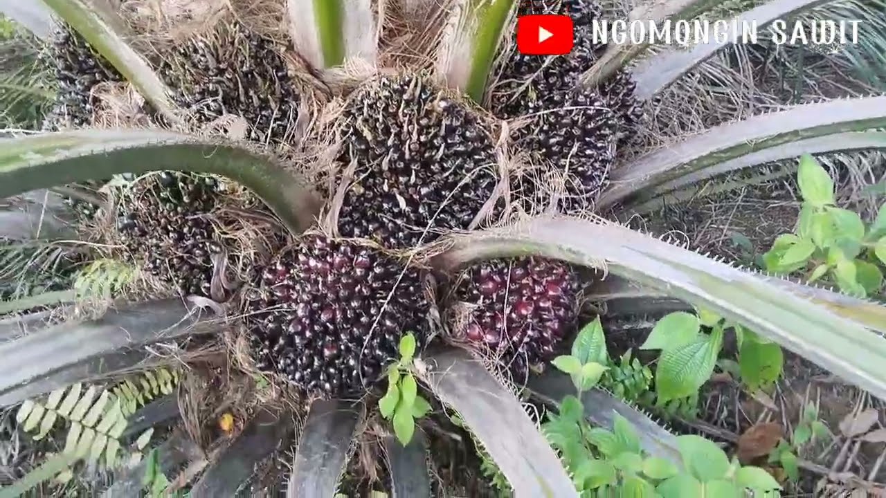 Panen Sawit Pokok Rendah | 236 Batang Umur 3 Tahun 2.540 kg