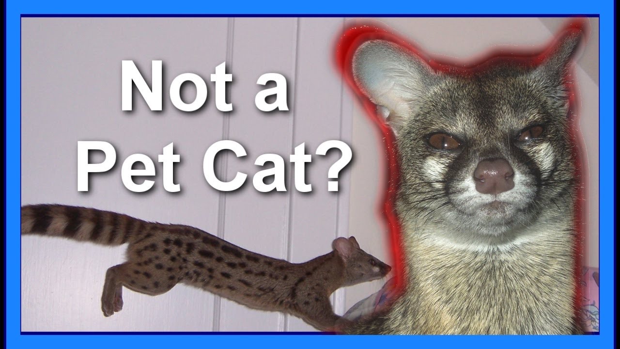 The Spotted Genet: NOT a Pet Cat!