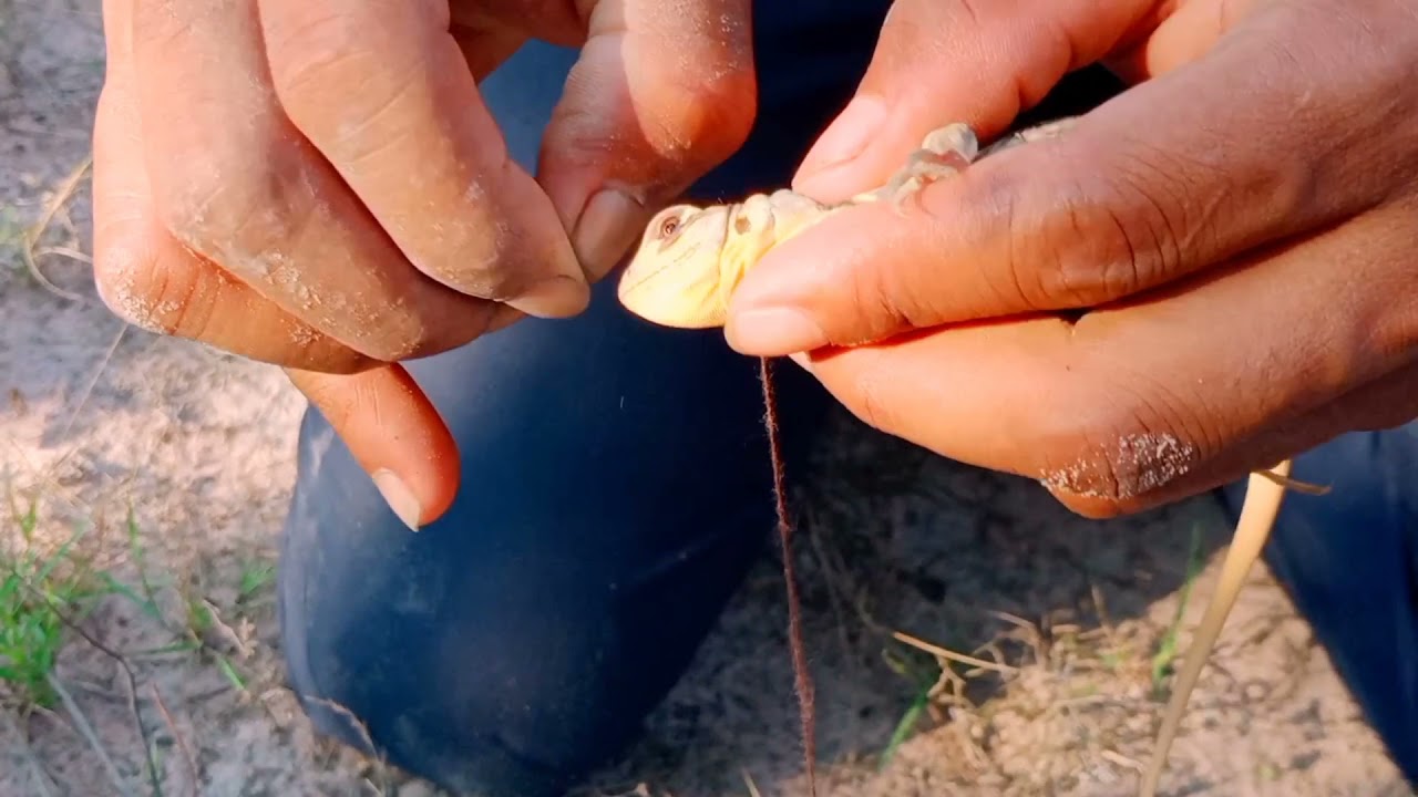 Building easy wild lizard trap- Easy trap making catching lizard #07