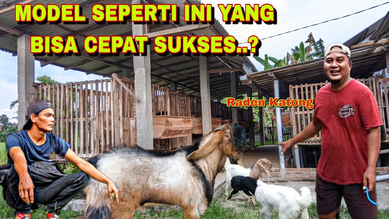 MODAL 10 INDUKAN KAMBING BLIGON || HASILKAN PULUHAN JUTA, HASIL BREEDING KAMBING JRABANG..