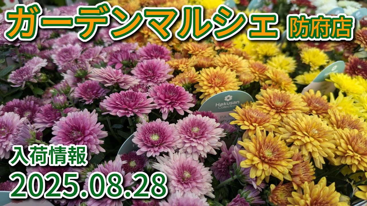 2025年8月28日 ガーデンマルシェ防府店 今週の入荷情報