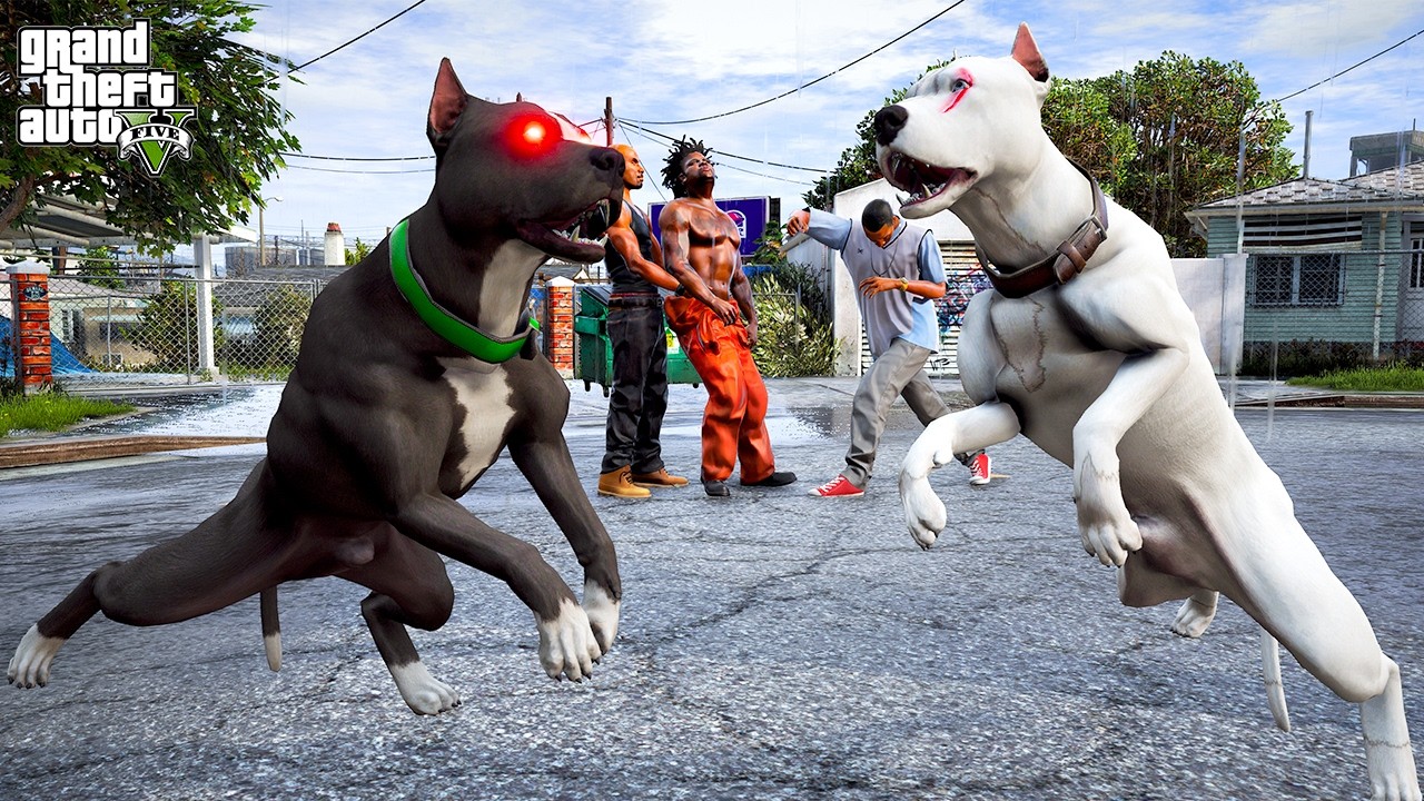 BEYAZ PİTBULL JACK OĞLU TERMİNAT&Ouml;R'LE D&Ouml;V&Uuml;Ş&Uuml;YOR! - GTA 5 PİTBULL'UN HAYATI