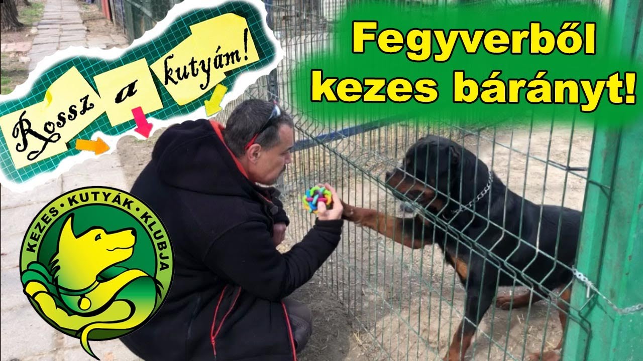 Fegyverből kezes bárányt! Menhelyi rehabilitáció