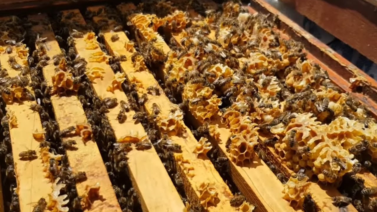 Arı nasıl bölünür uygulamalı anlatım, basit ve güzel bir teknik.