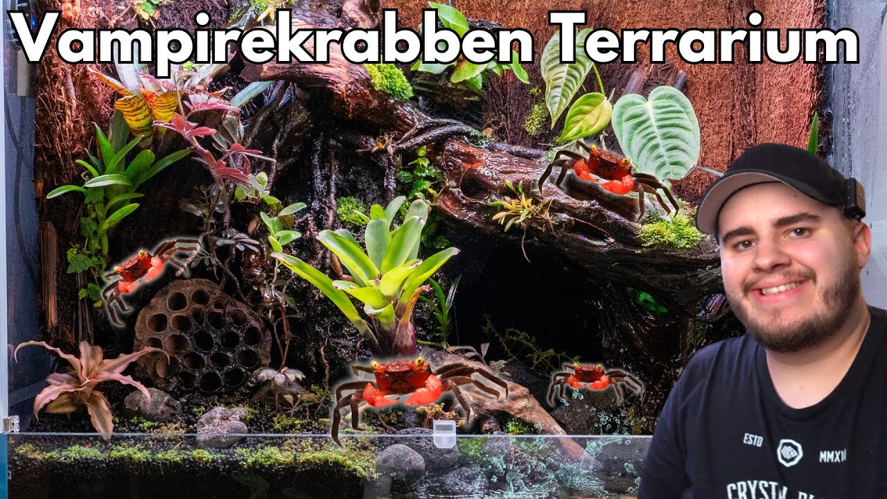 60cm Vampirekrabben Terrarium einrichten!