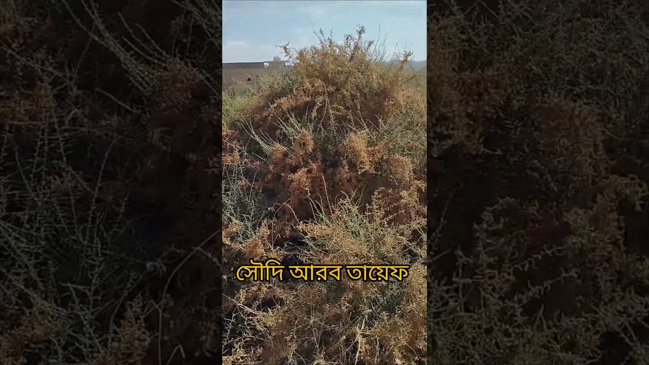 সৌদি আরব তায়েফ নরবমি একটু জায়গাতে খুব সুন্দর প্রাকৃতিক ফুল গাছ উঠে আছে।।