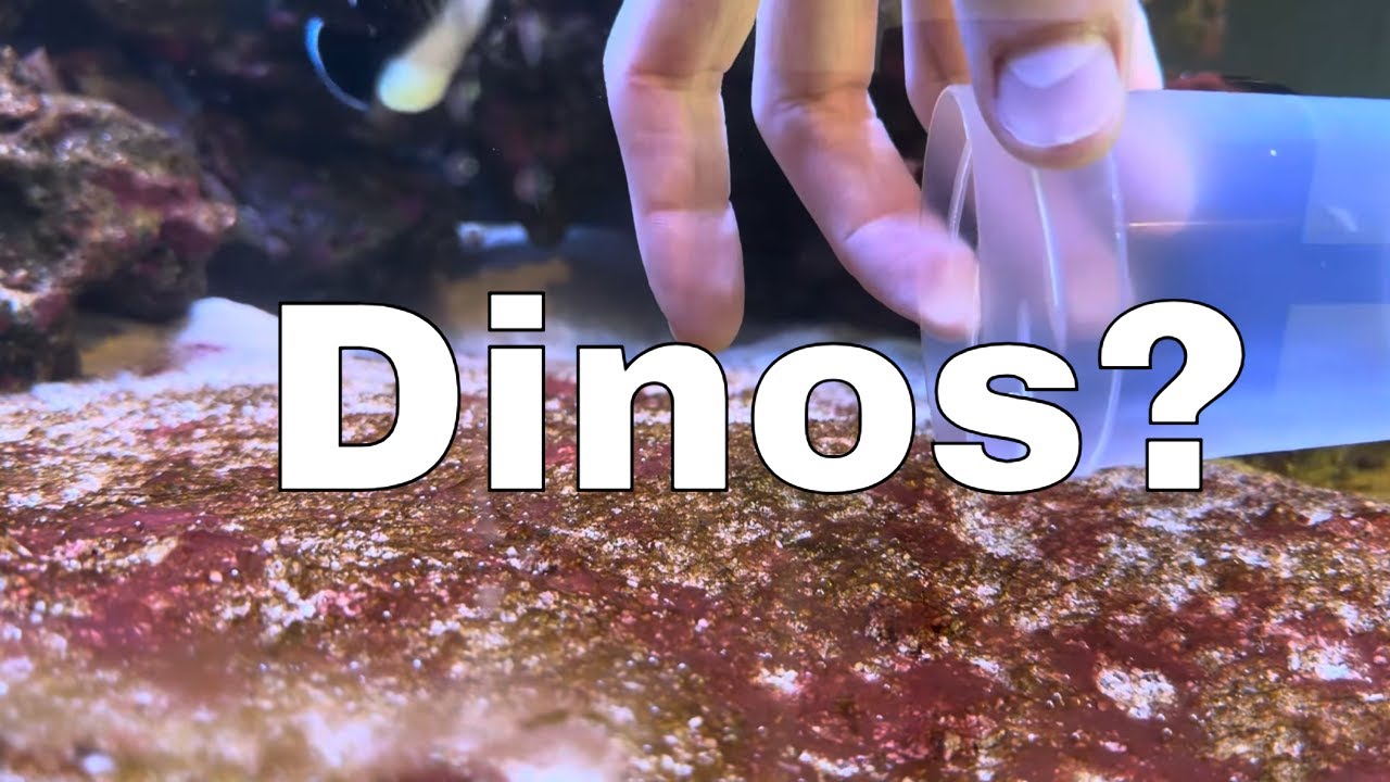 Identifying Exactly What Is Wrong With My Sandbed - Day 5