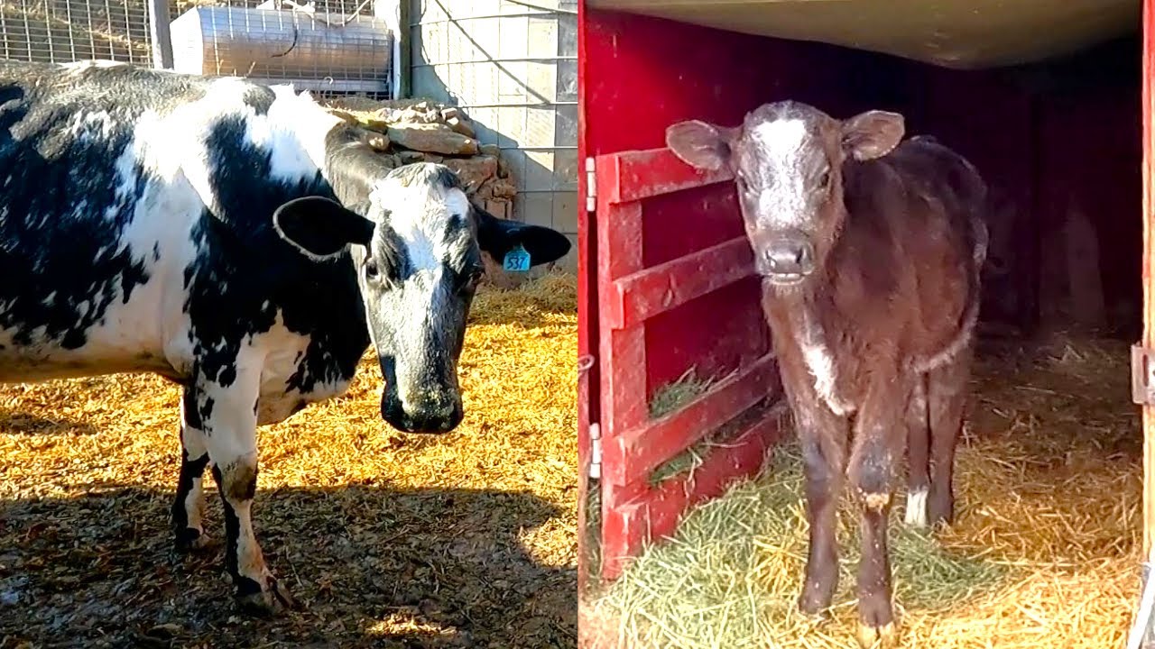 Milking and Feeding Cows For the Next Generation! Life On a Small Dairy Farm! (Day Three)