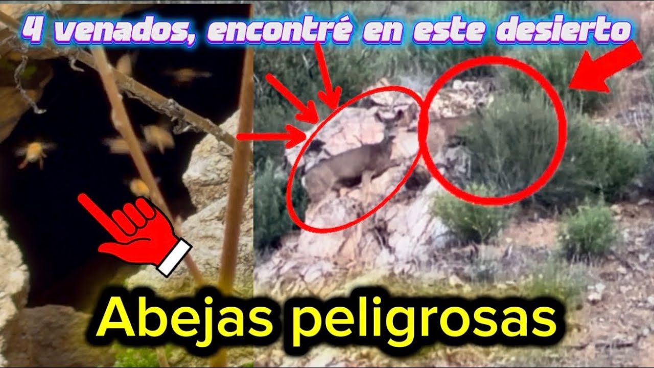 ￼￼ en este desierto, encontré abejas peligrosas, venados, me salieron