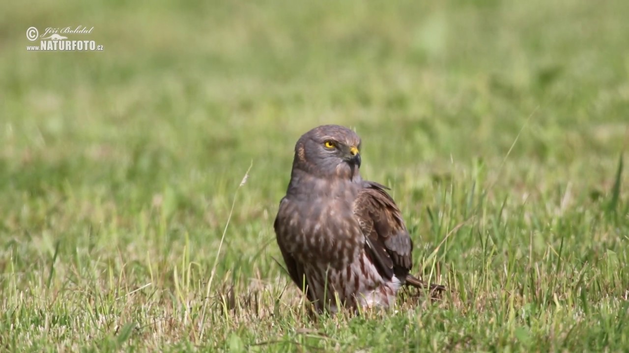 Mot&aacute;k pilich - (Circus cyaneus) - Hen Harrier - Kornweihe