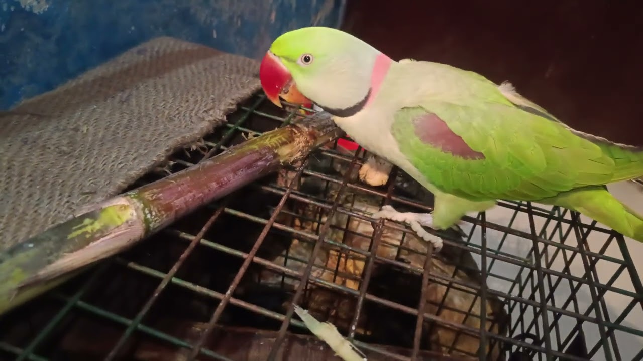 Ganna khane mein mast hai. 😁😁#vlog #parrot #talkingparot 