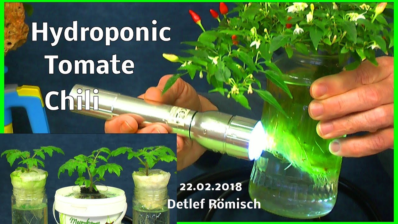 Wieso funktioniert unsere Hydroponic Anzucht Aktueller Stand der Pflanzen im Wasser