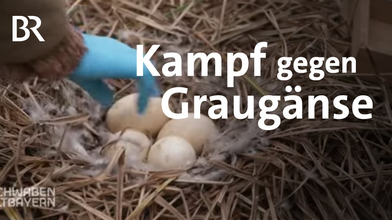 Graugänse-Regulierung: Mit dem Schlauchboot auf Eiersuche | Schwaben + Altbayern | BR