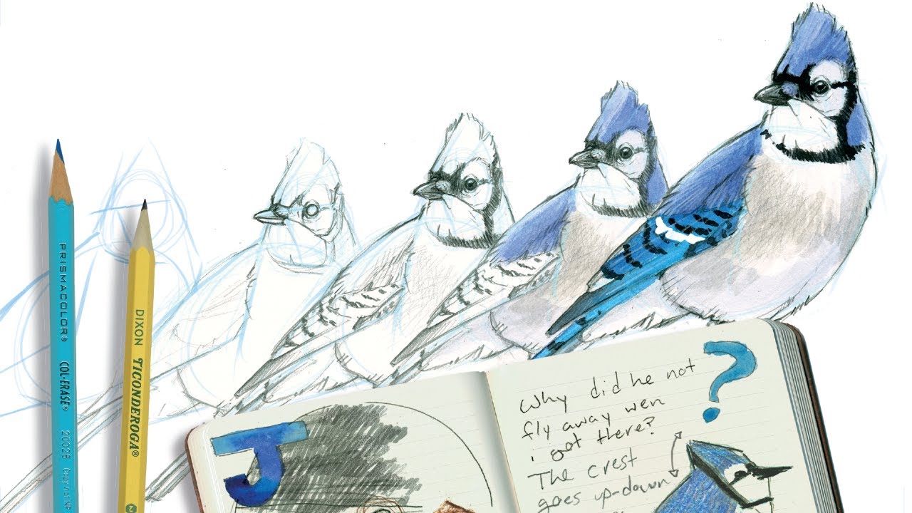 How to Draw Birds with John Muir Laws: Garden Birds