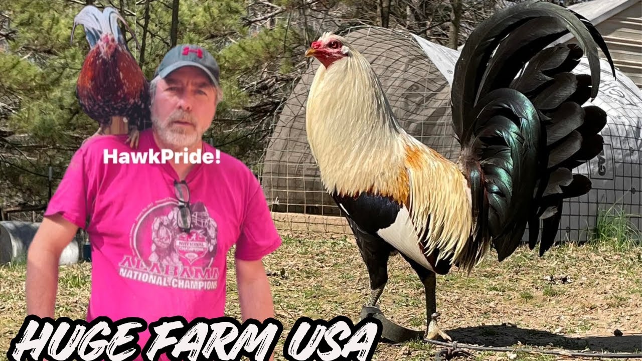 Scratch Pens Outdoors - Huge Farm Feeding Time Free Range Shape Chicken Coop Indoor Outdoor