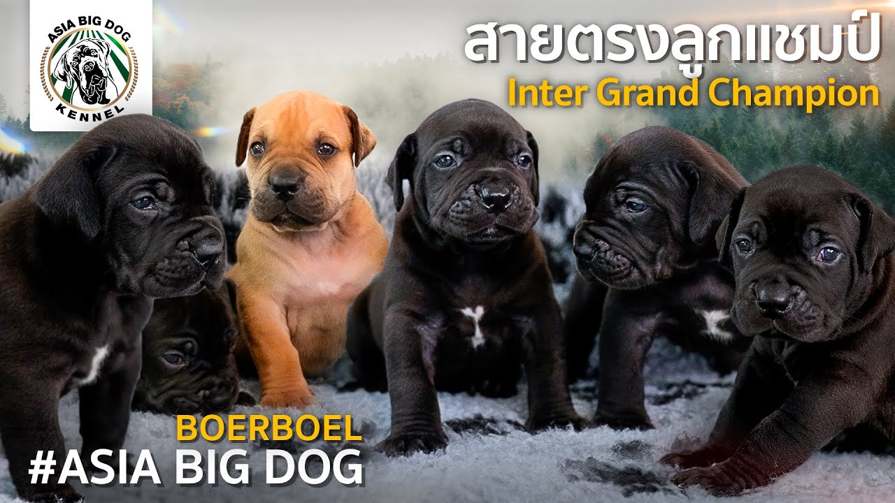 The True Story of the Boerboel