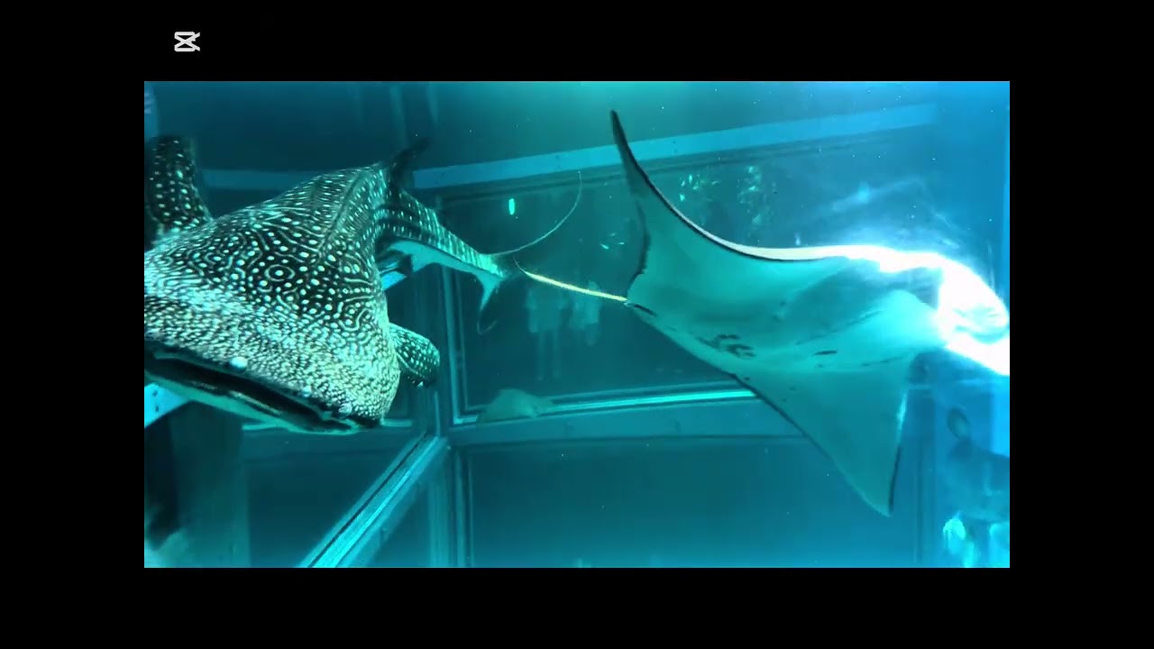 Osaka Family Trip /Feb2016/  AQUARIUM KAIYUKAN (FirstDayTravel)