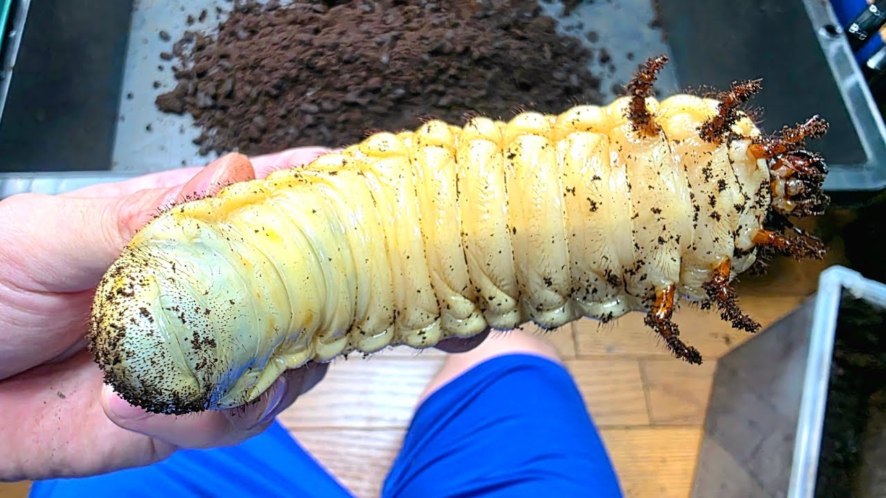 ヘラクレスオオカブトの幼虫ガチで育てたらとんでもないサイズになった
