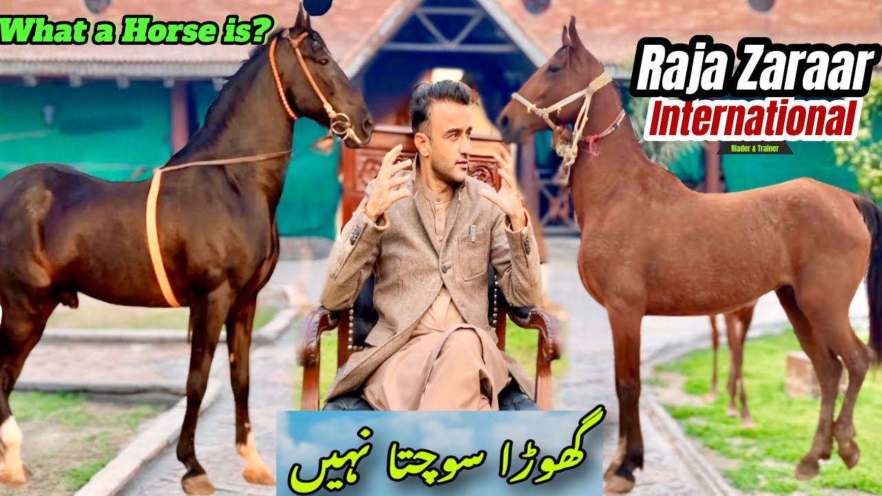 What is a Horse  || Ghora Kia hy ? #horse #horsebreeds
