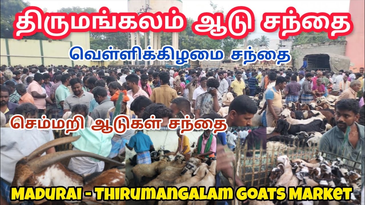 திருமங்கலம் ஆடு சந்தை| Madurai - Thirumangalam Goat Market #goatmarketindia