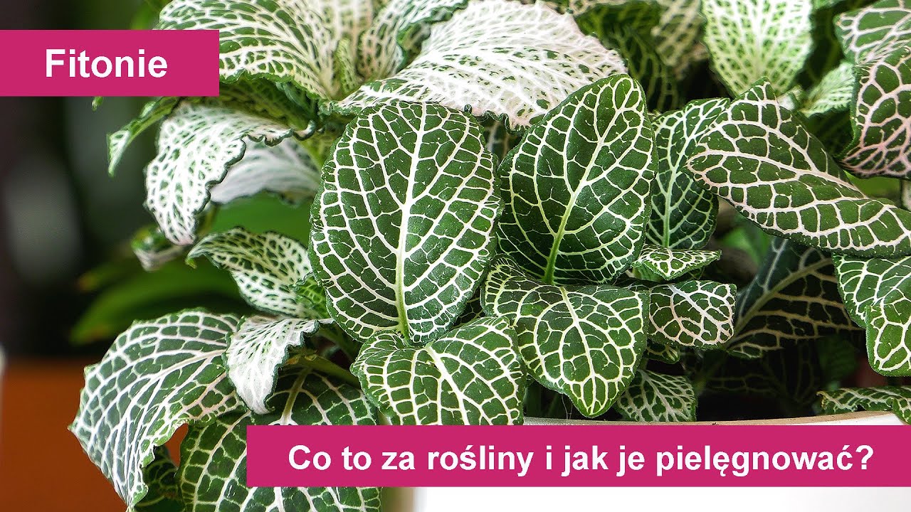 Fitonie. Jak uprawiać i pielęgnować fitonie? Co to za rośliny i skąd pochodzą?