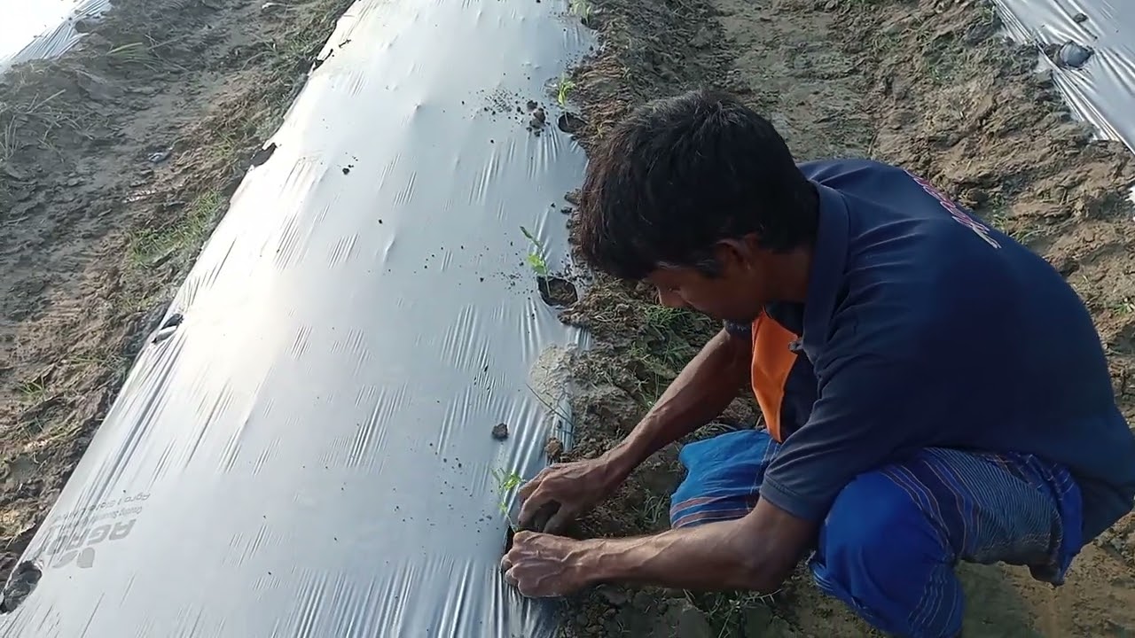 মালচিং কাটিং ও চারা লাগানো পদ্ধতি।