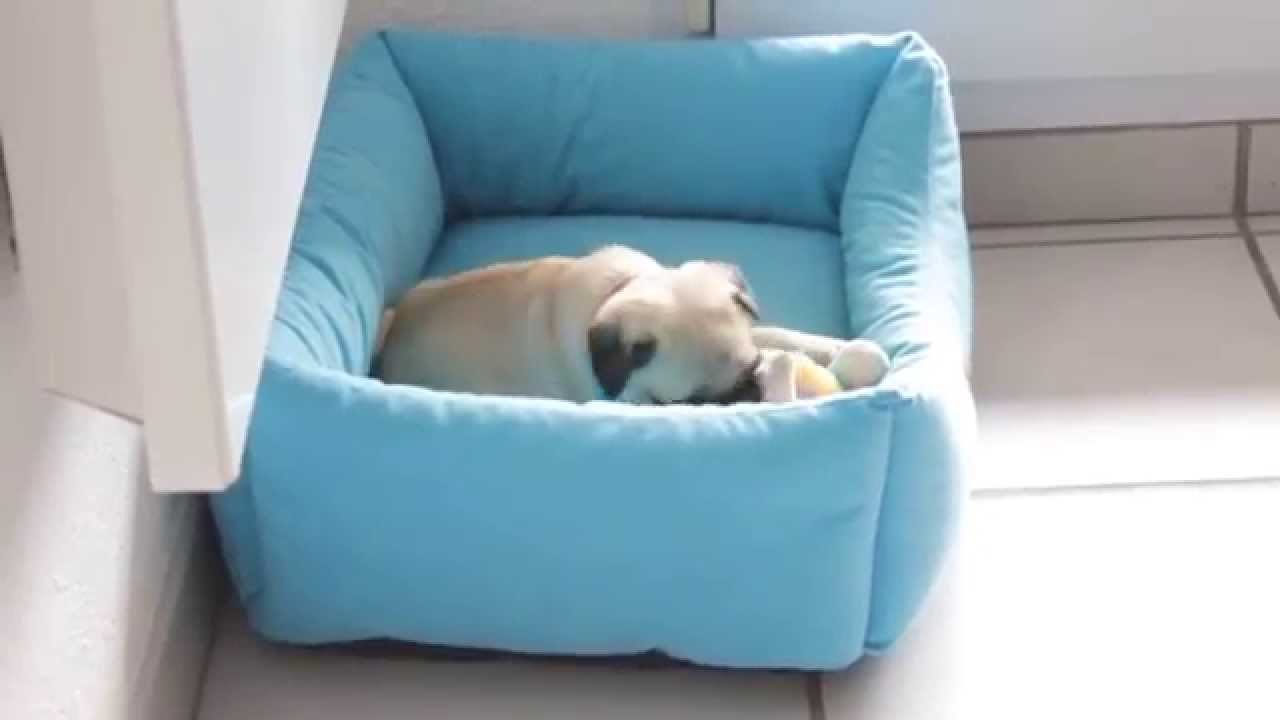 Petit chiot carlin de 2 mois qui joue avec sa peluche