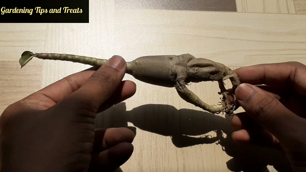 How to save an already rotten Adenium plant | Gardening Tips and Treats | #adenium #rotten caudex
