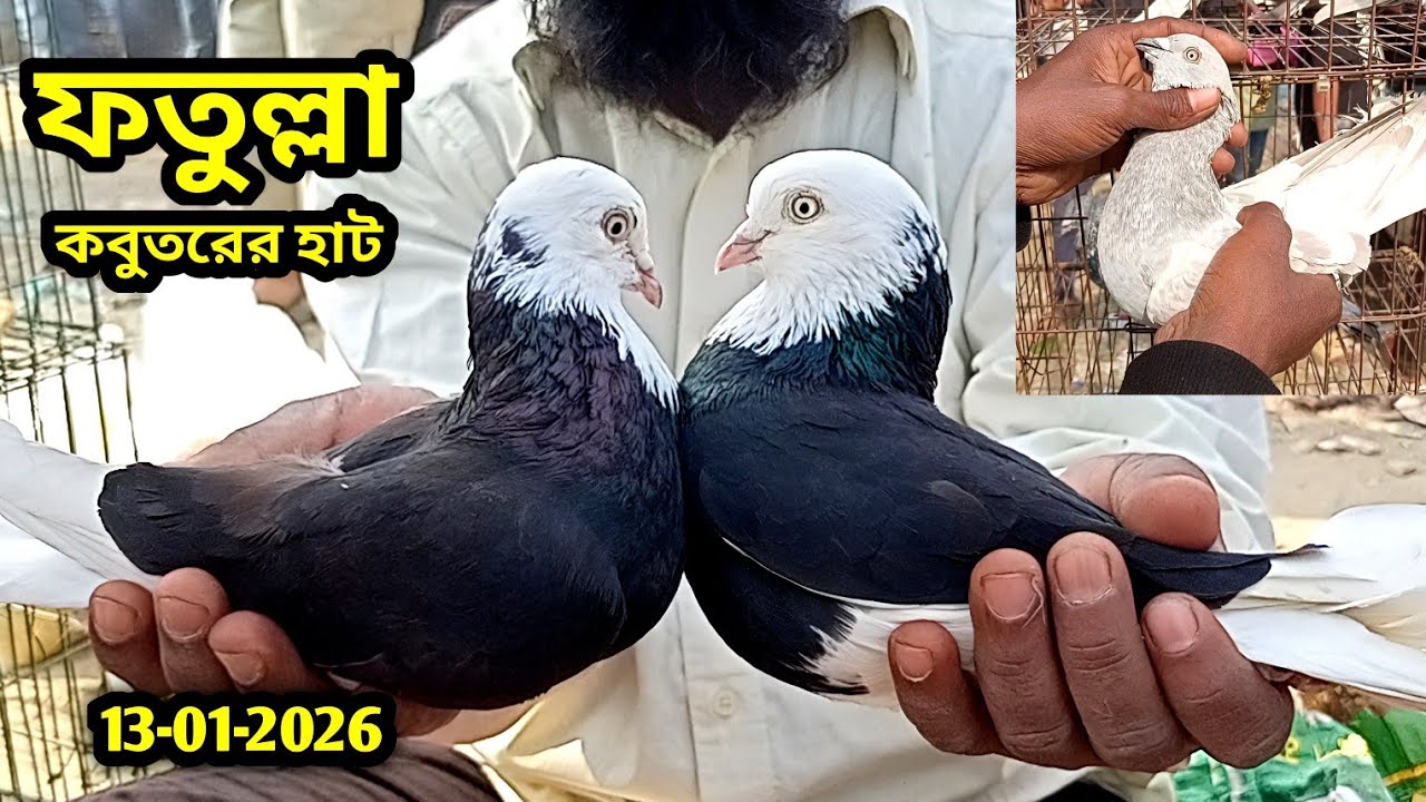 13-01-2026 ফতুল্লা কবুতরের হাট নারায়ণগঞ্জ | কম দামে হাই-ফ্লাইং কবুতর | কবুতর হাট | Fatullah hat bd