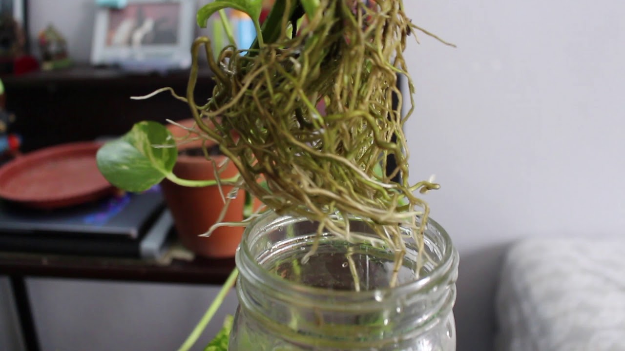 Propagating Pothos in Water & Transplanting Cuttings to Soil