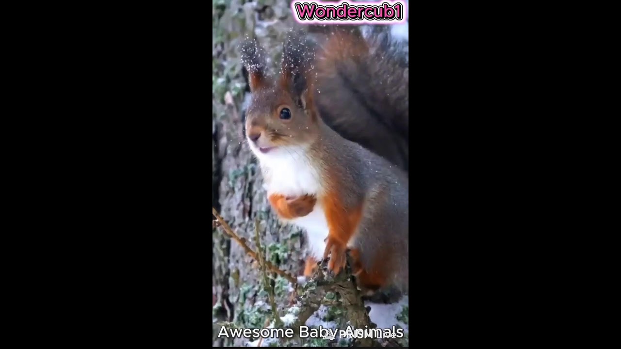 Live streaming of WonderCub World