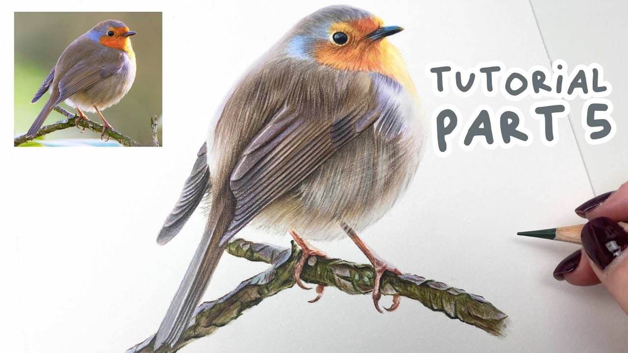 How to Draw a Realistic Robin | Coloured Pencil Tutorial Part 5