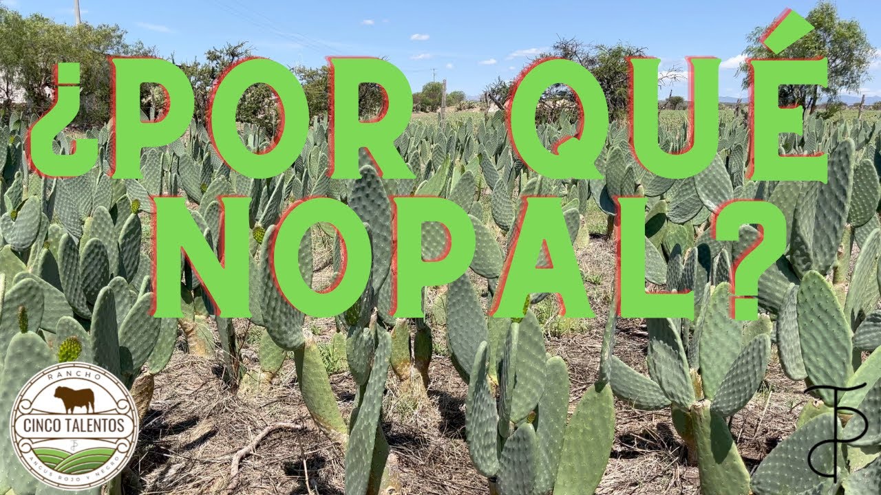 ¿PORQUÉ ELEGIR EL NOPAL? | Rancho Cinco Talentos | Agricultura | Zacatecas