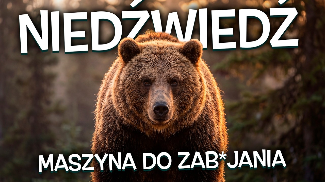 NIEDŹWIEDŹ: 100 fakt&oacute;w o DOSKONAŁYM drapieżniku lasu