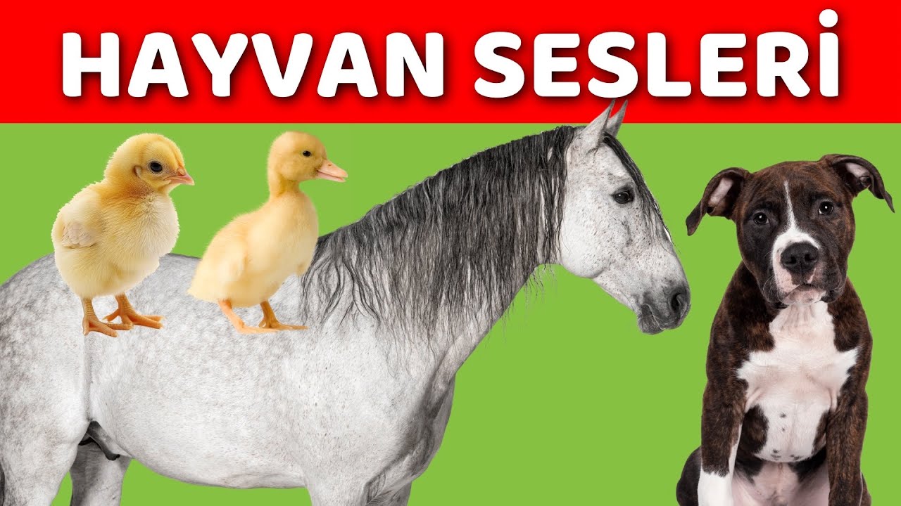 Hayvanlar ve Hayvan Sesleri | Bebekler ve Çocuklar İçin Türkçe Okul Öncesi Eğitici Video