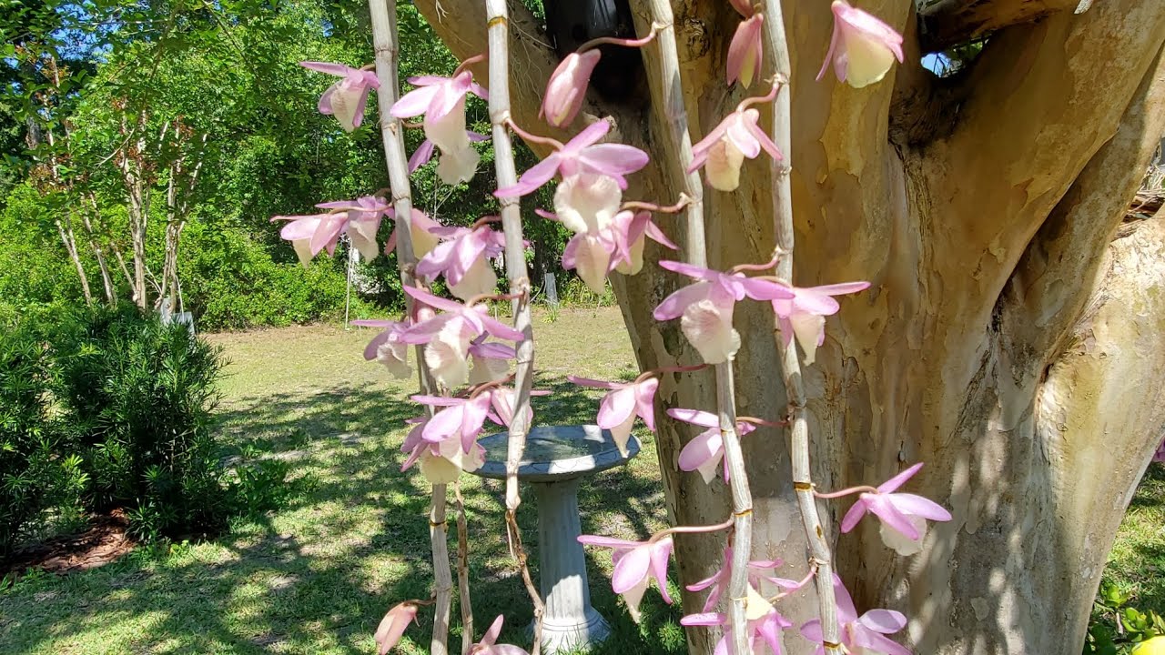 Orquídea Dendrobium Aphyllum