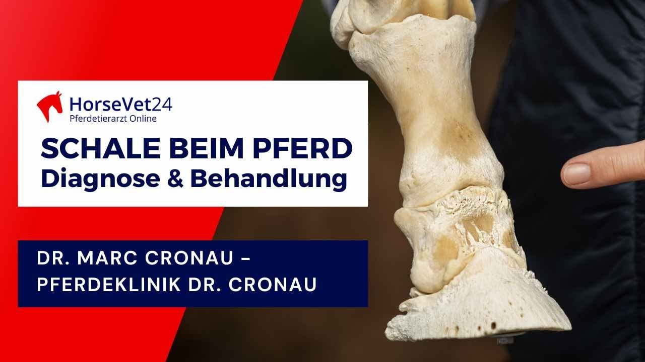 Schale beim Pferd: Symptome, Diagnose und Behandlung - das solltest du wissen!