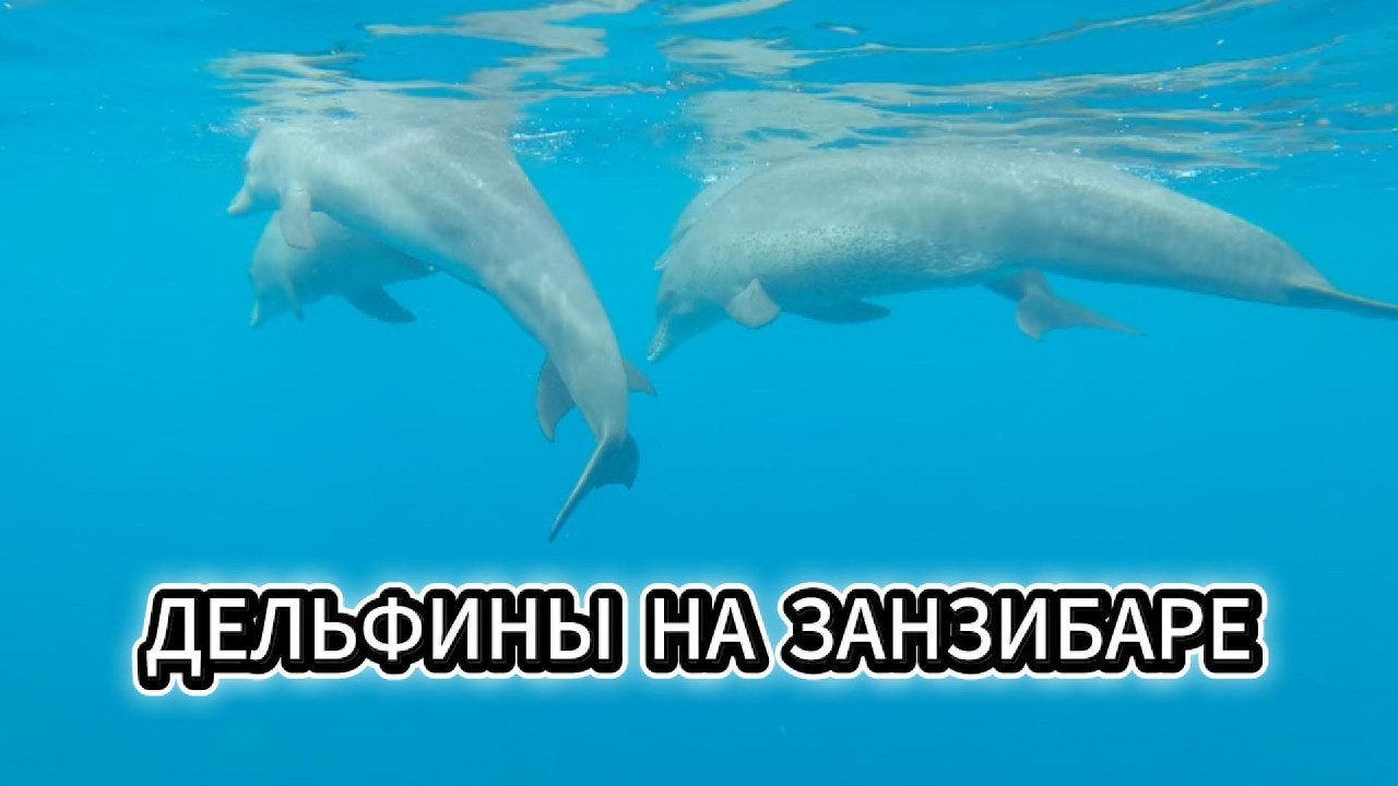 Дельфины и снорклинг на острове Мнемба (Занзибар)