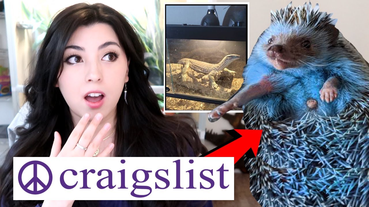 Реакция YouTube-блогера на рекламу домашних животных на Craigslist