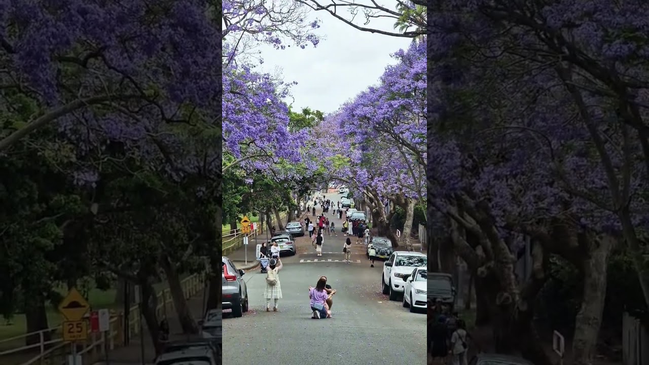 Jacarandas are a famous feature of Sydney's spring 